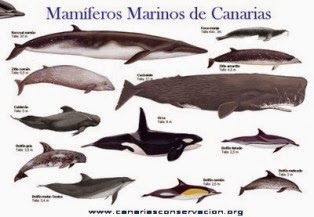 "Cetáceos en Canarias"  Repsol pone en peligro nuestra fauna marina.