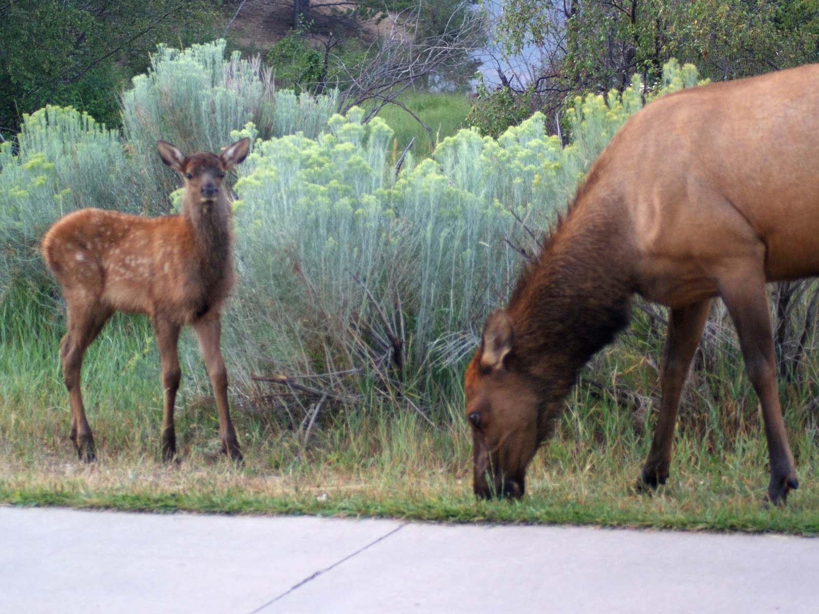 SE Texas Birding & Wildlife Watching Estes Park, Colorado
