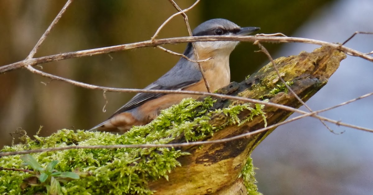 Wilde About Birds The Annoying Stick!
