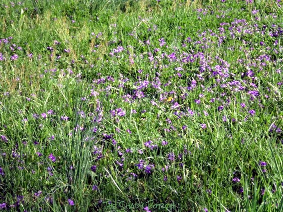 Wild flowers on our hill Wild flowers on our hill