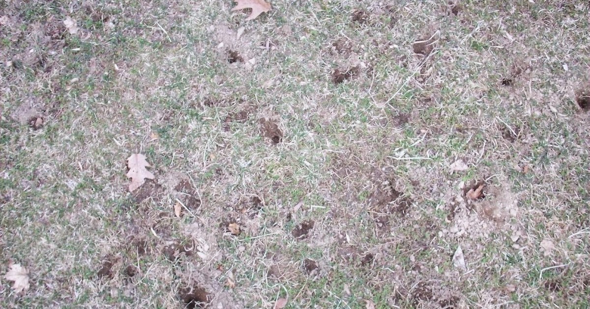 4 acres and a stream: Skunk Holes