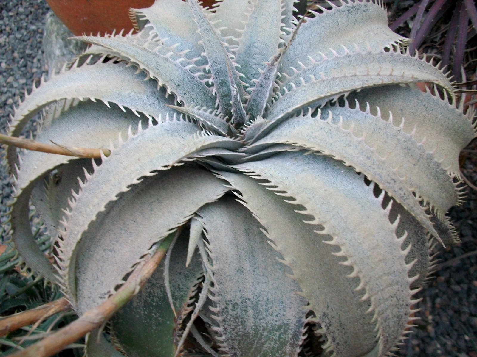 Dyckia Brazil: Dyckia marnier -lapostollei