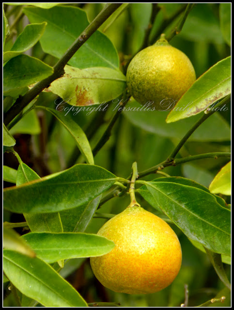 Lemons Versailles palace gardens