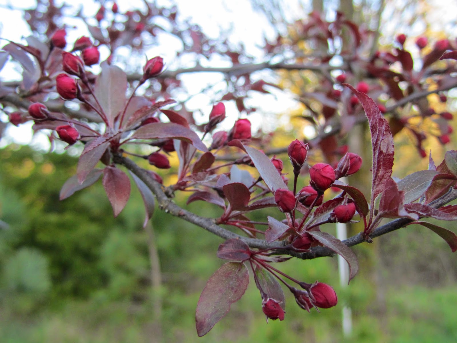 Four Hills of Squash Crab Apple Buds