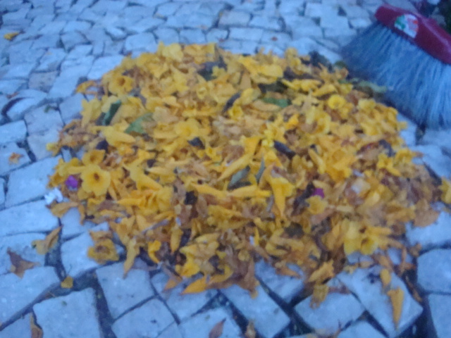 ipe de jardim familia:Meu Jardim é Assim: Destaque para o Mini-Ipê ou Ipê de Jardim ipe de jardim familia:Meu Jardim é Assim: Destaque para o Mini-Ipê ou Ipê de Jardim