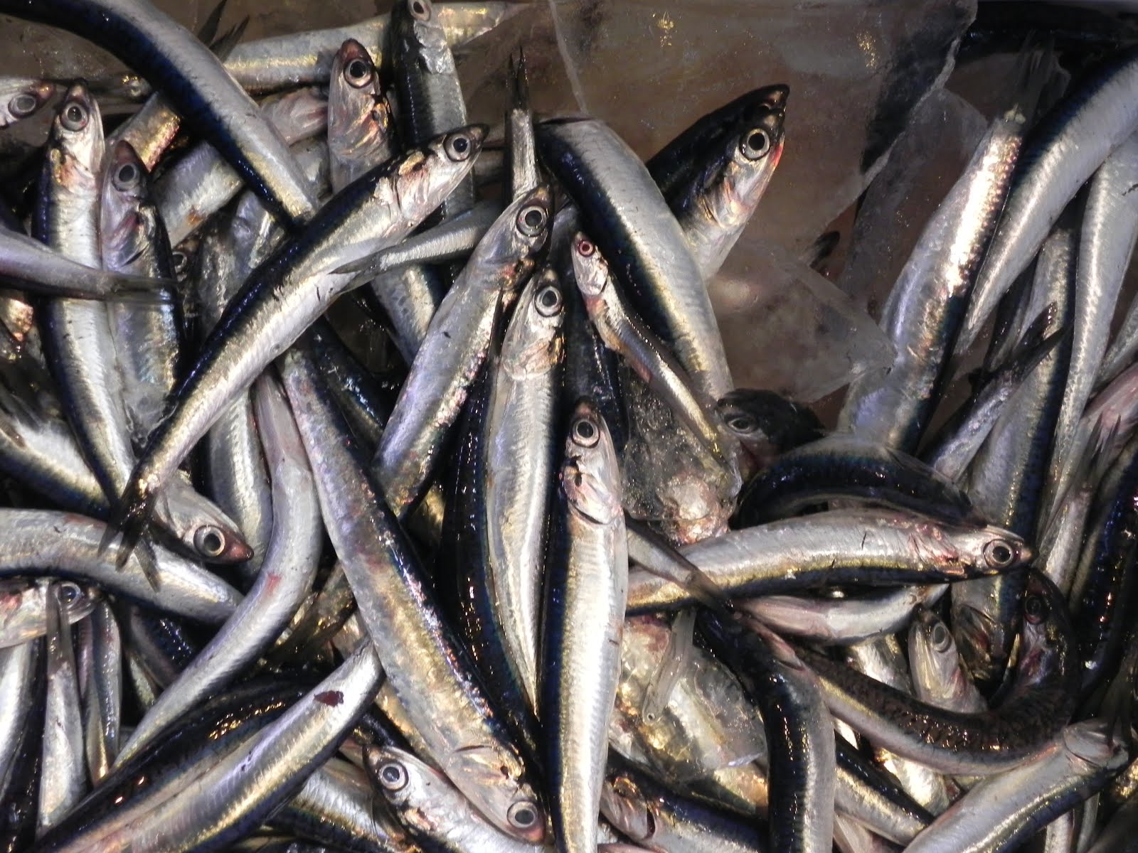 クマノミ 店主のブログ 本日の逸品 初鰹