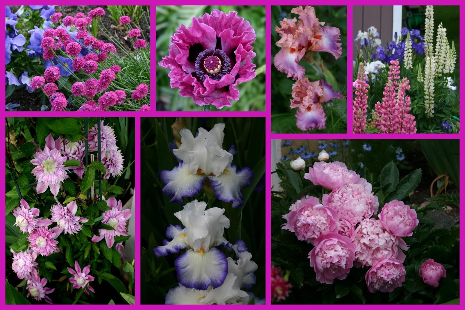 TALL BEARDED IRIS AND COMPANION PLANTINGS Sowing the Seeds