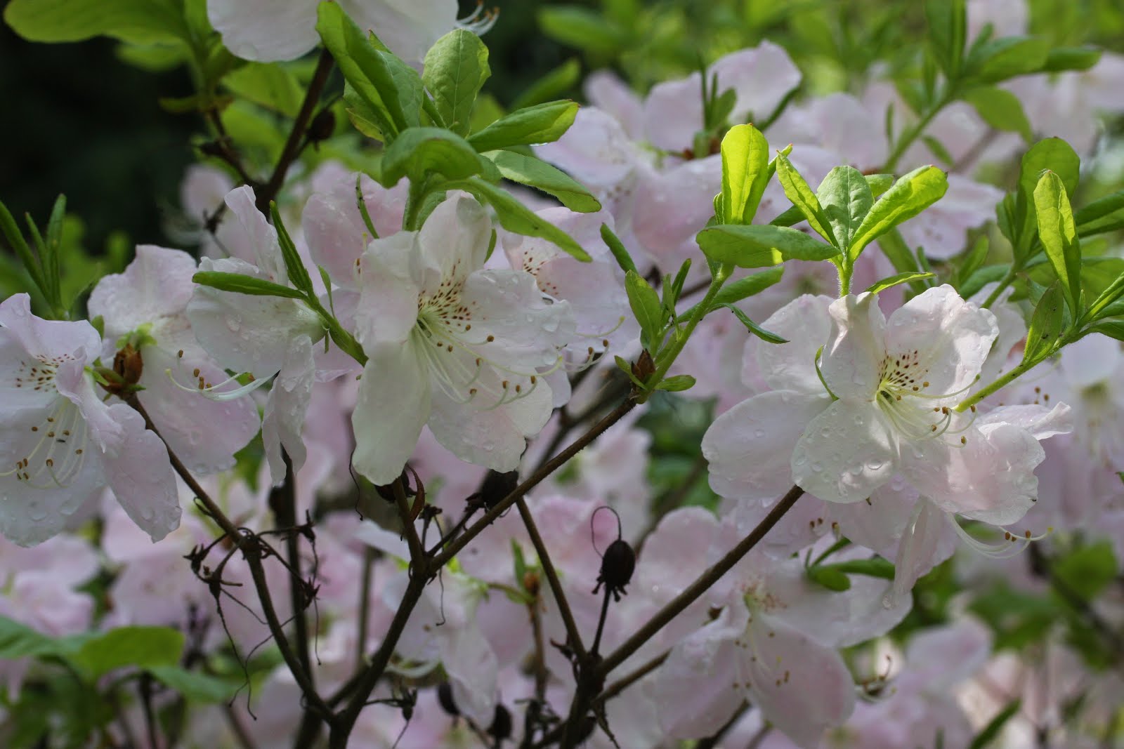 Rhododendron schlippenbachii