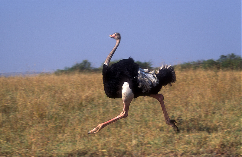 ostrich_1.jpg