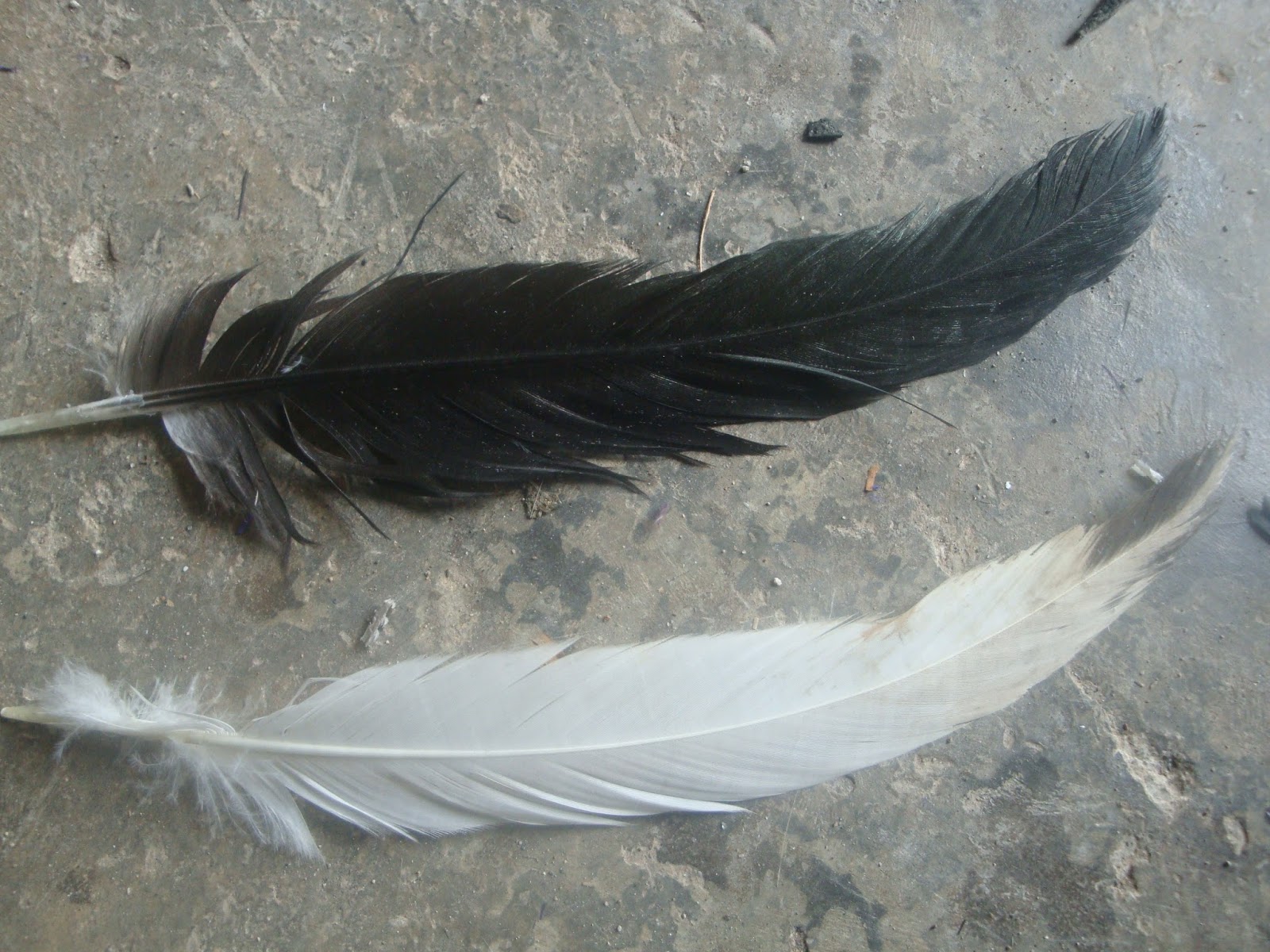 Jual bulu ayam kampung, ayam horen, bulu ayam warna Grosir Kemoceng