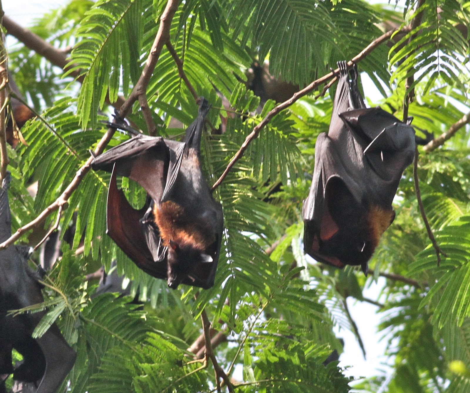 The majority of the bat colony at Subic comprises the Philippine Giant Frui...