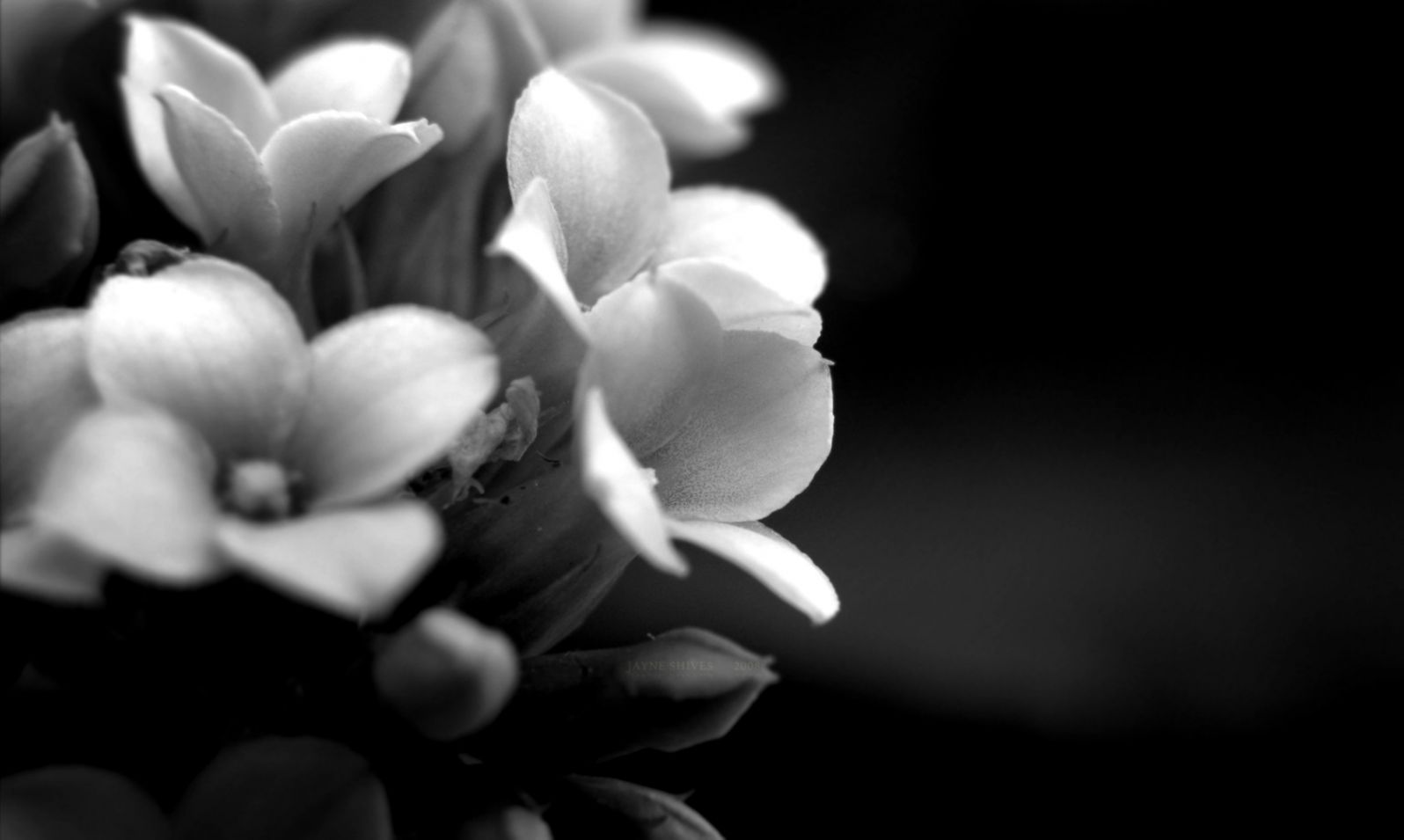 26052015 1920x1080px Black and White Fl Desktop Wallpapers 26052015 1920x1080px Black and White Fl Desktop Wallpapers