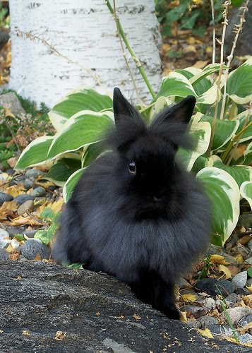 Lẽ Toro Grooming Studio Rabbit Grooming Tips From Letoro Grooming