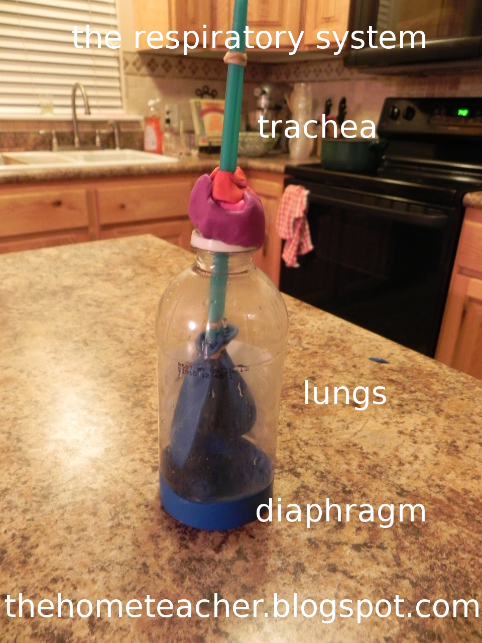 The Home Teacher: Human Body: Respiratory System