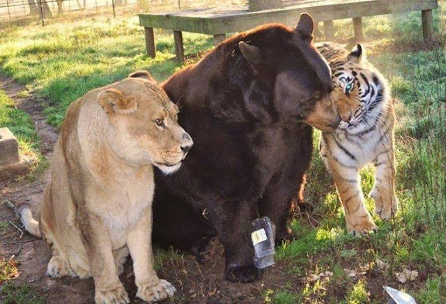 Tiger, lion and bear form unusual friendship