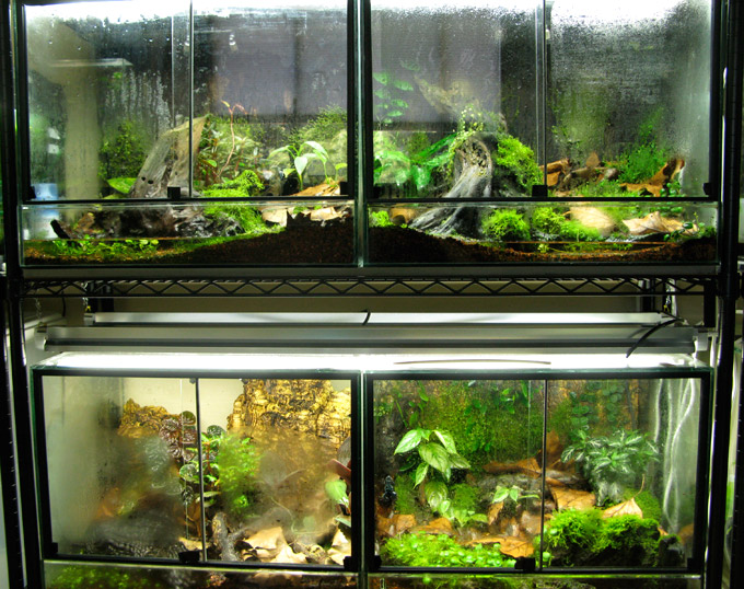 The Fern and Mossery Protean Terrarium Design