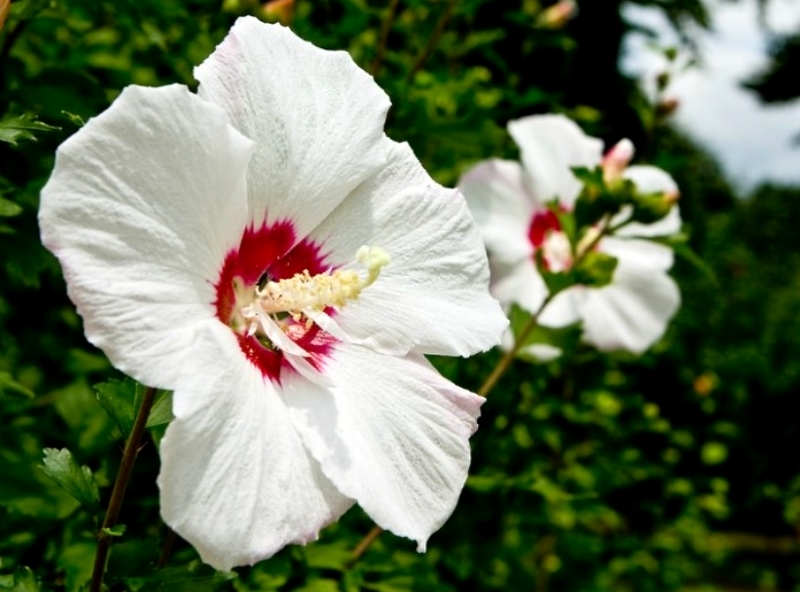Korean Yun's happily Malaysia life The national flower of Korea