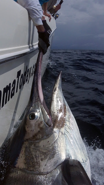 EXTREME BLACK MARLIN: Panama Black Marlin