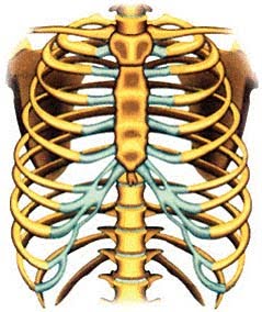 Ila Omar Tulang Rusuk