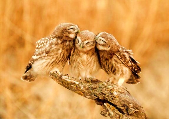 Amazing JPG: OWLS HUGGING