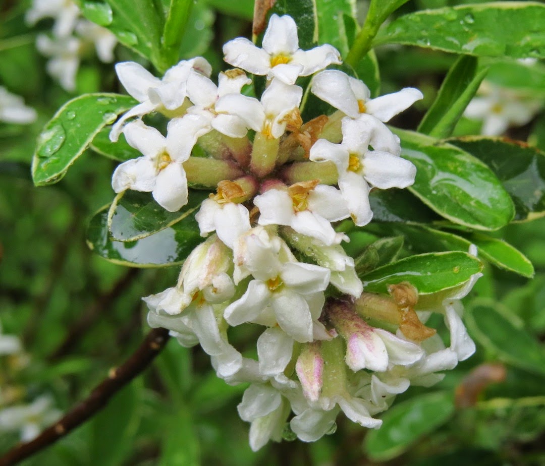 Weeding On The Wild Side Spring Fragrance For Gbbd April 16 2014