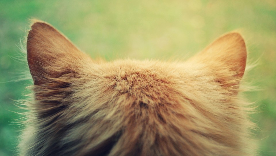Почему кошка чешет уши?
