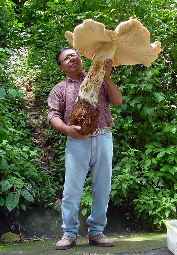 picture of mushrooms