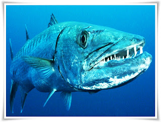 Barracuda Fish Animal Pictures