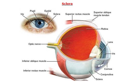 Human Eye Diagram And Anatomy Complete With Images | Safe Health Tips