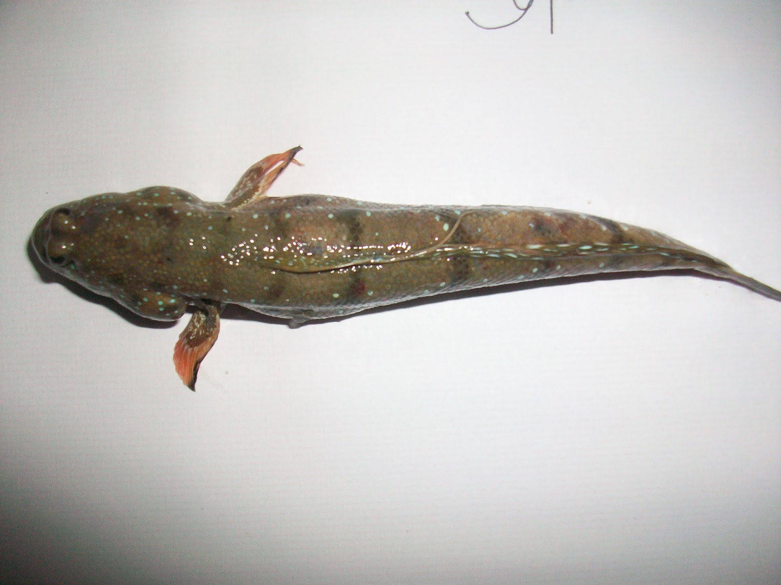 Telapia, Shrimp / Prawn, Pangus and Koi culture Technique