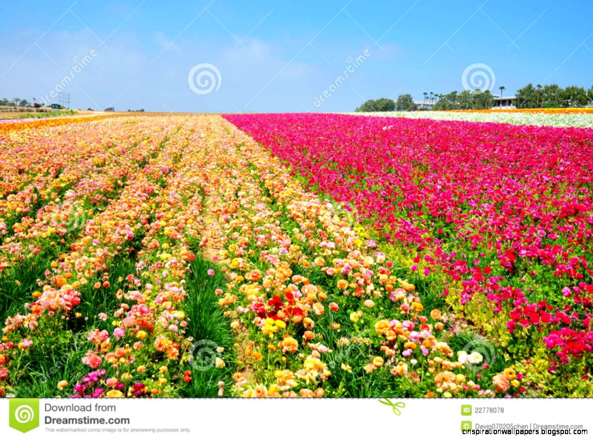 The Flower Fields Of Carlsbad Royalty Free Stock Photos Image The Flower Fields Of Carlsbad Royalty Free Stock Photos Image
