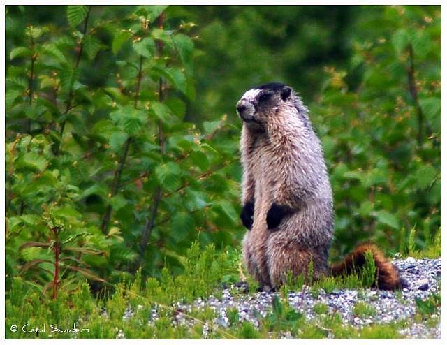alaska marmot