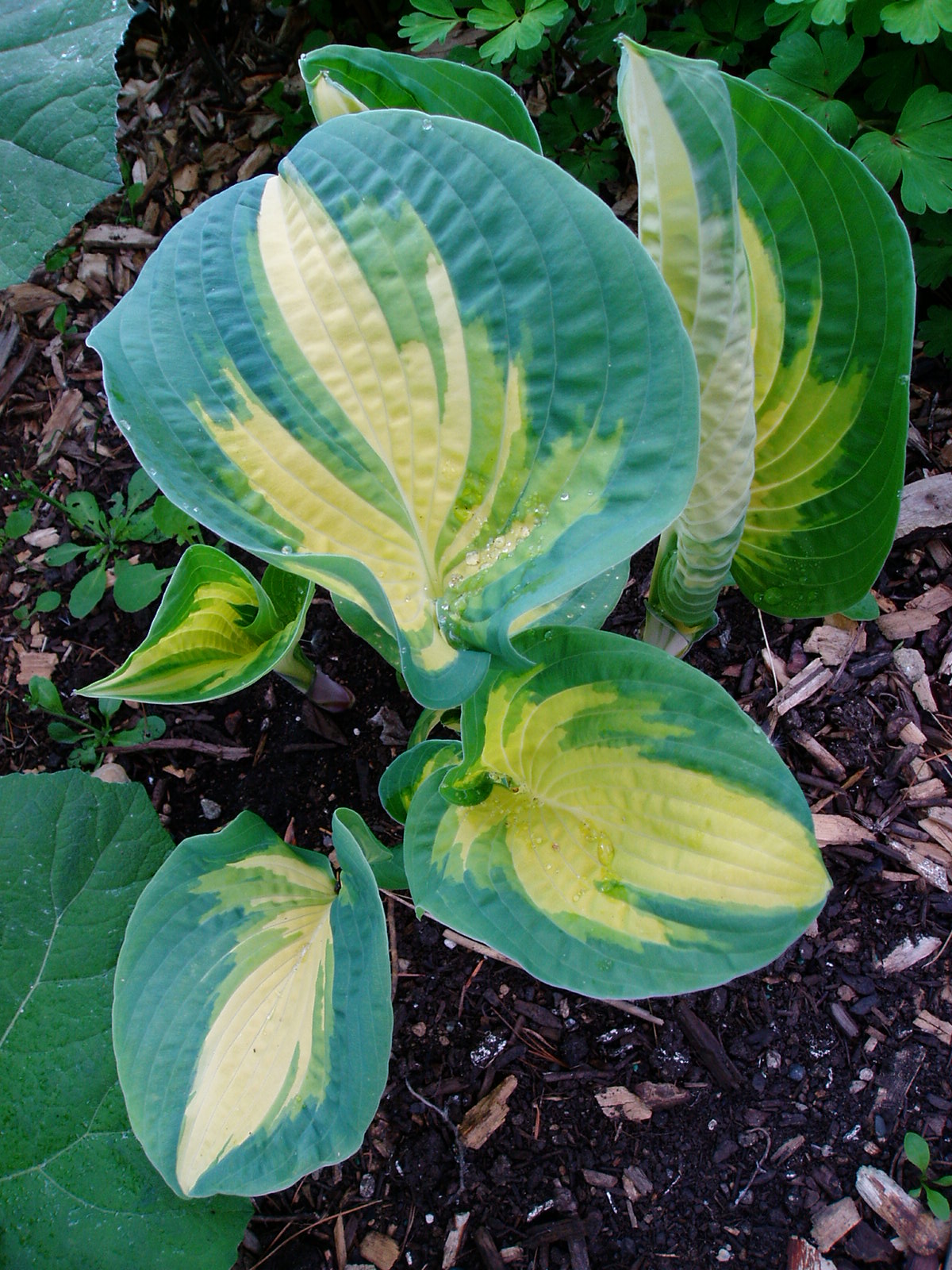 Ipswich Garden Club AHS Hosta Convention Hostas and Heritage this