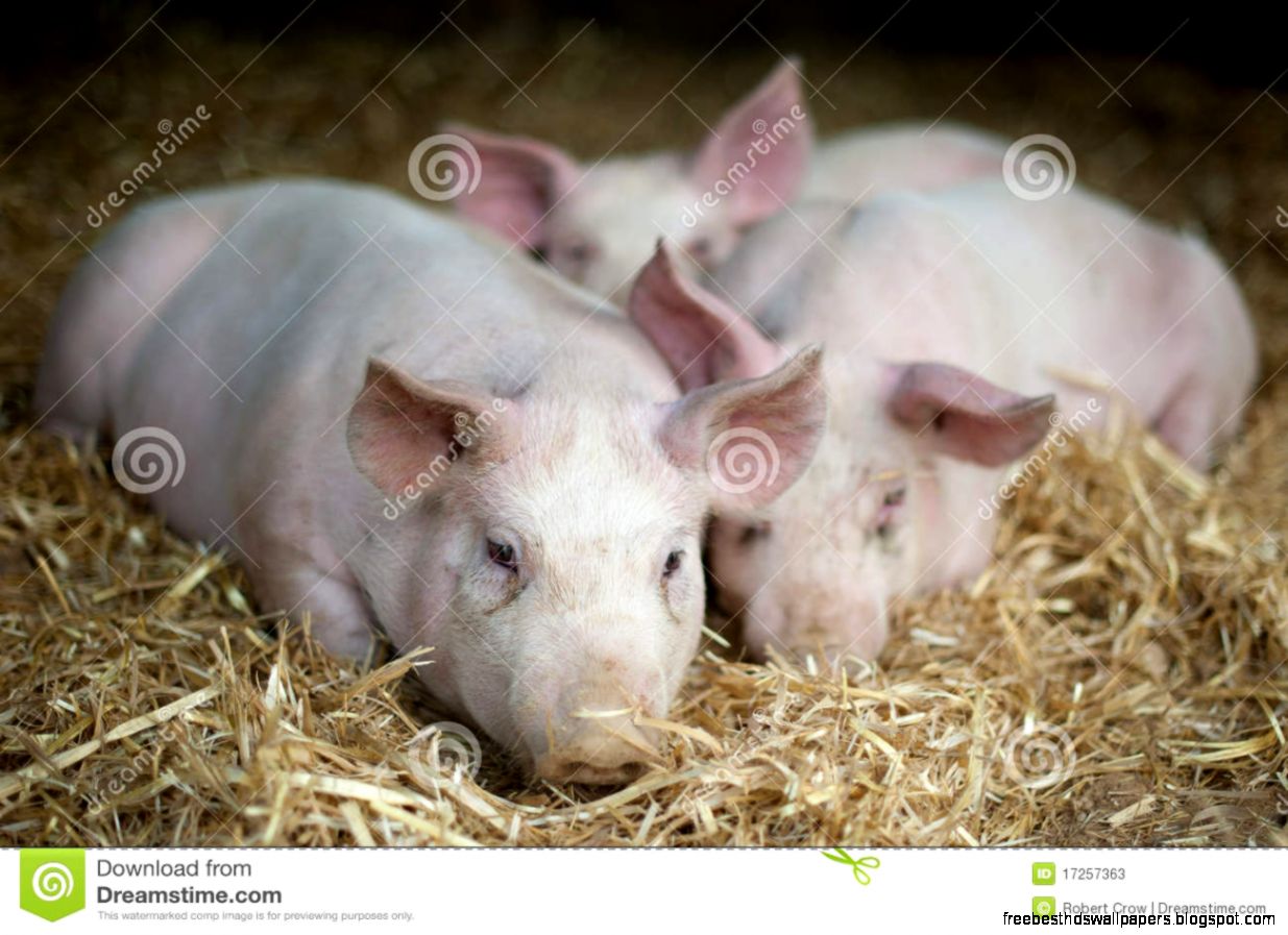 Three Little Pigs Three Little Pigs
