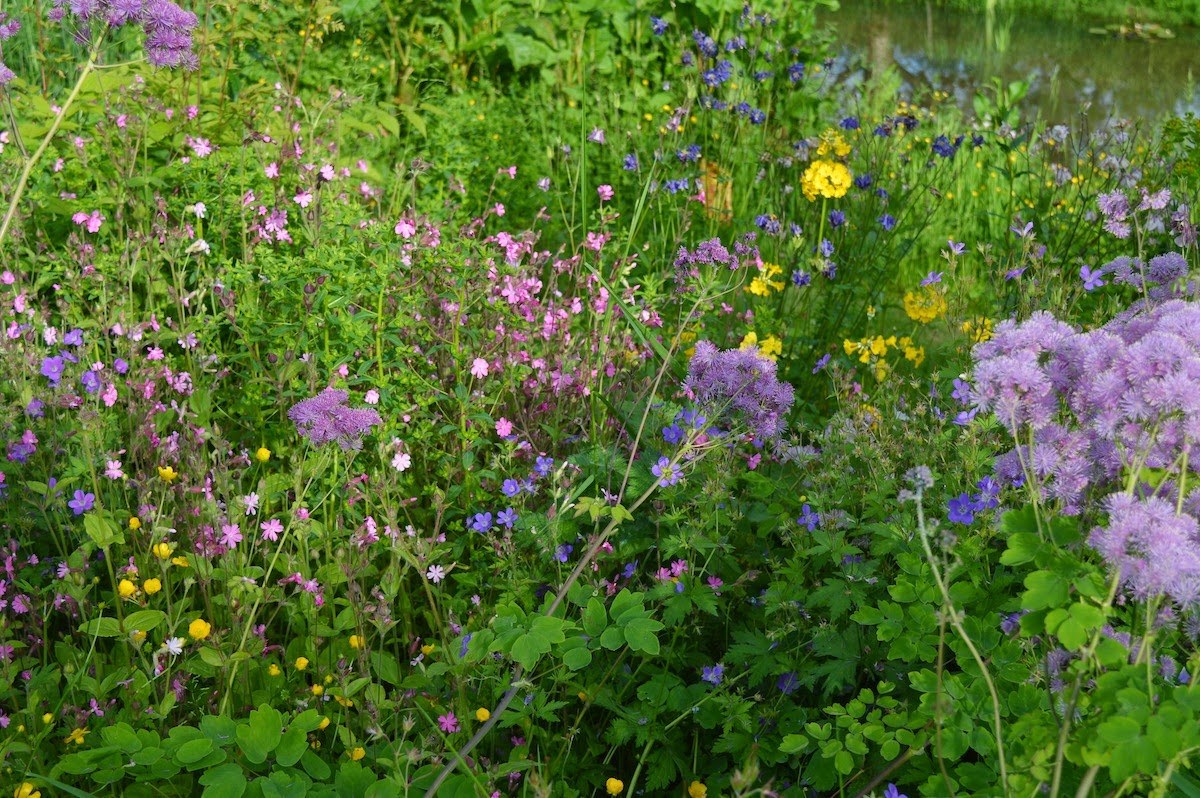 Nadezda S Northern Garden Potentilla Or Kuril Tea
