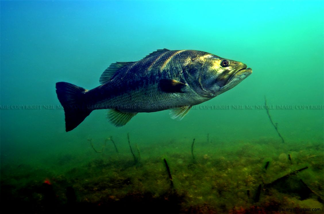 massivelargemouthbass massivelargemouthbass
