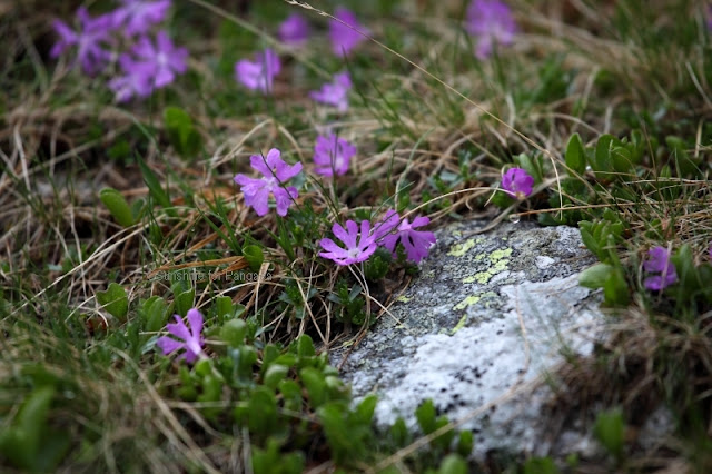 fairy primrose Primula minima fairy primrose Primula minima