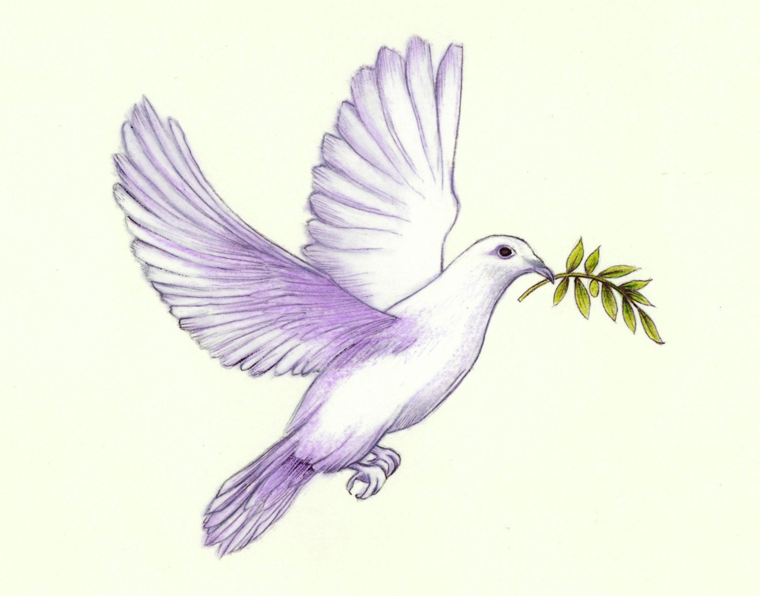 Dove Draw