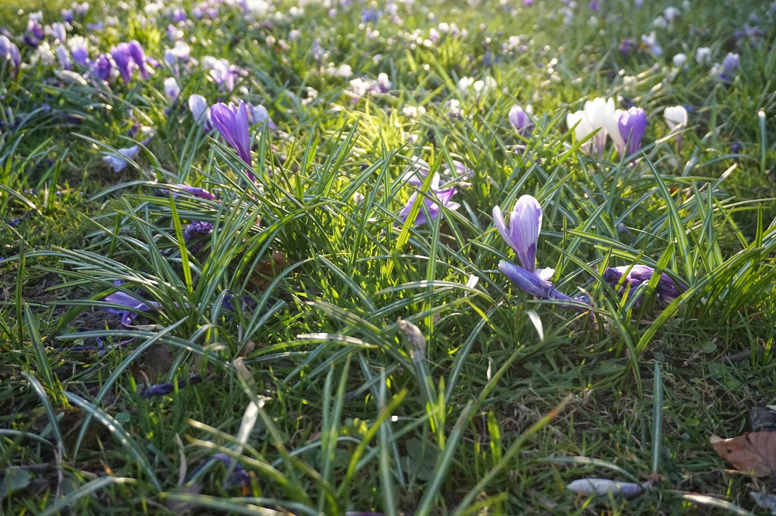 En trÃdgÃ
rdsingenjÃr funderar: april 2015