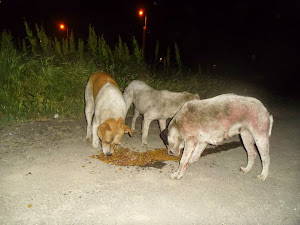 Romanian dogs