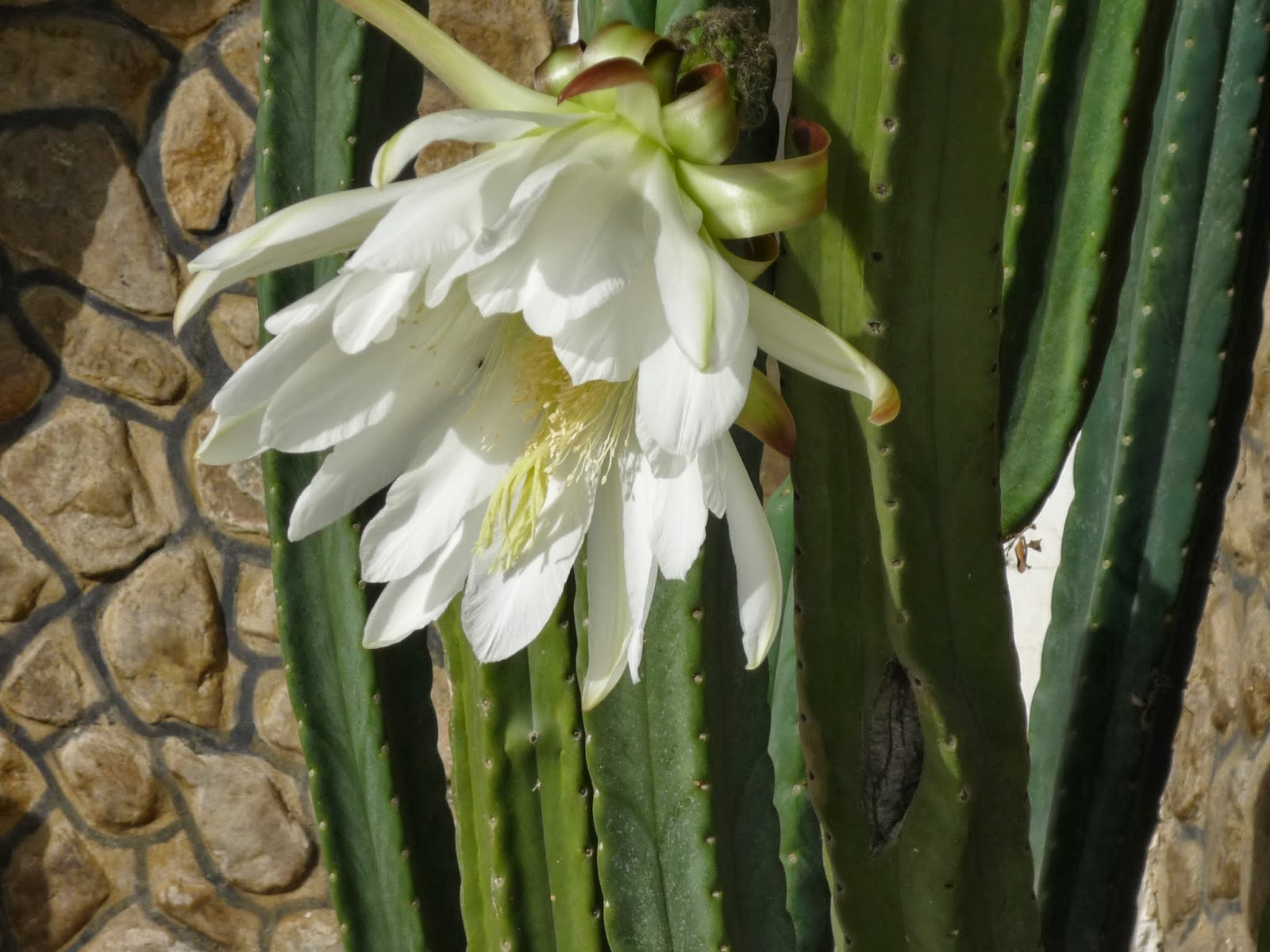 Soledad del Sol: Flor De Cactus