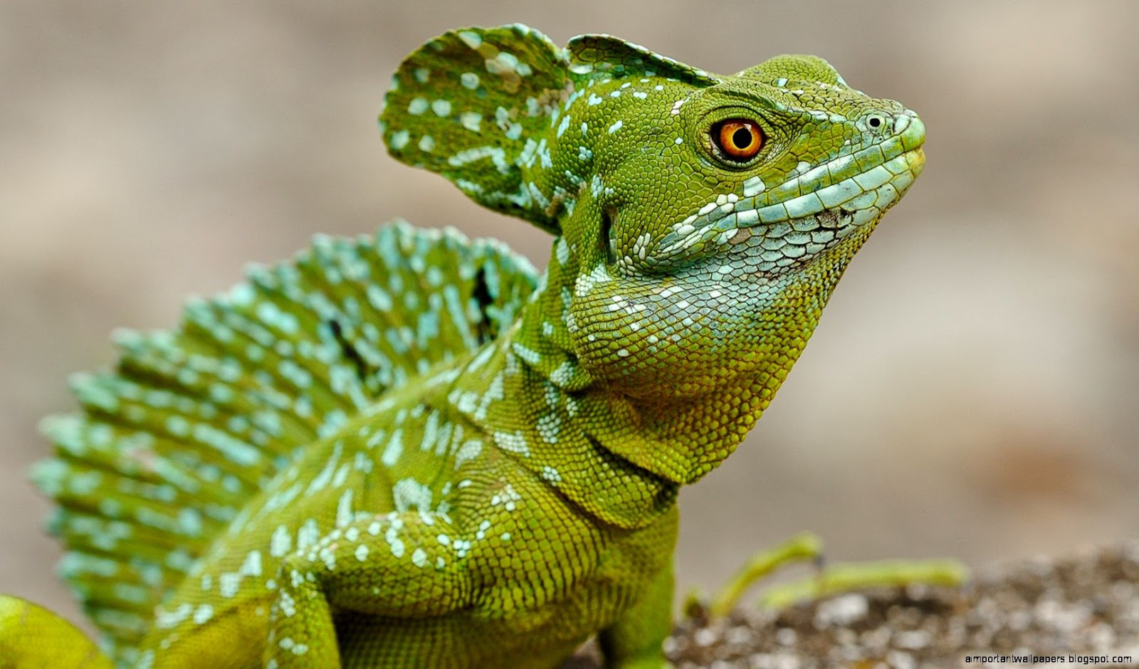 Basilisk Lizard Basilisk Lizard