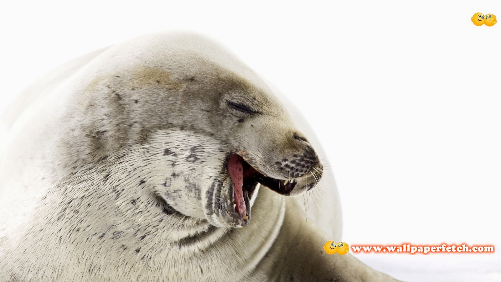 http://3.bp.blogspot.com/-IzRXxeQX5Kc/Tu-98TZwD8I/AAAAAAAAAus/7hkJKlt-f18/s1600/SuperPack_Beautiful_Animals_HD_Wallpapers_Part_6.12.jpg