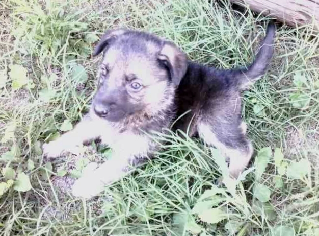 Irish Shepherd Dog Breed Irish Shepherd Dog Breed
