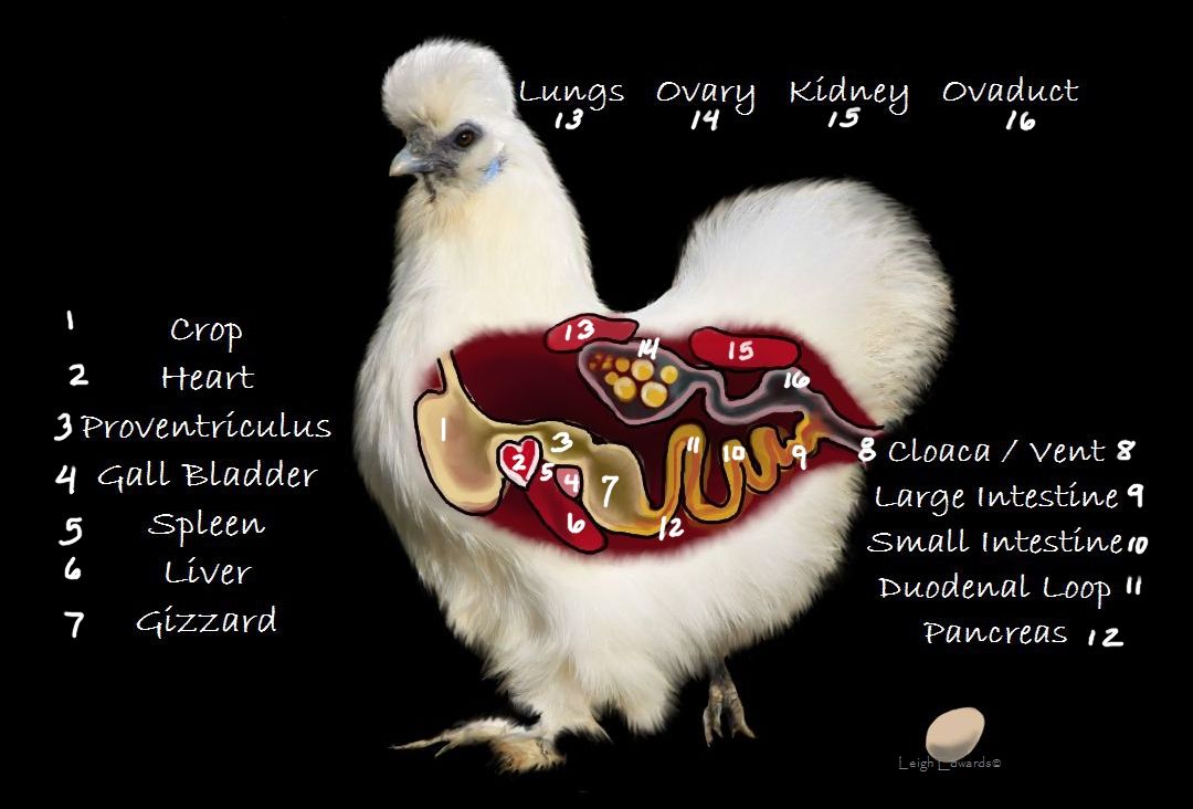 Natural Chicken Keeping Natural Treatments for Sour Crop