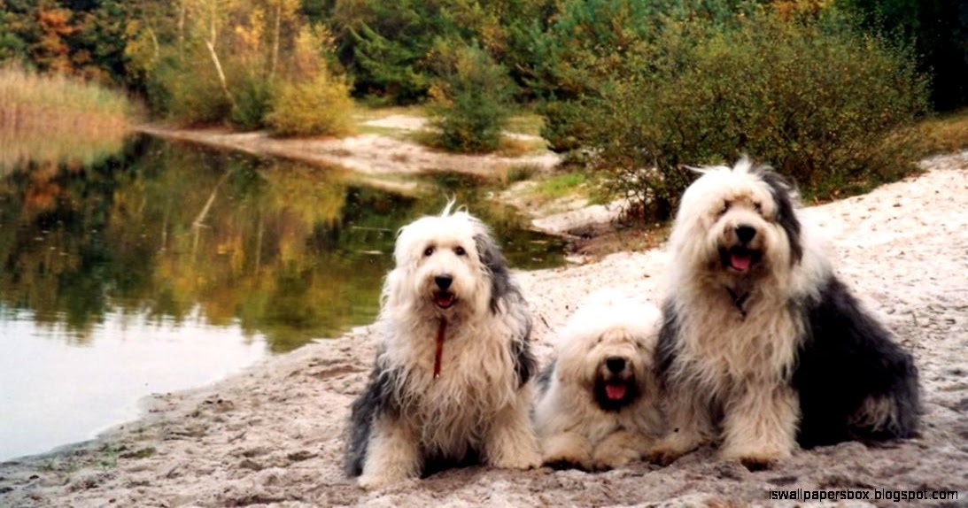 Sheepdog Hd Wallpapers Wallpapers Box