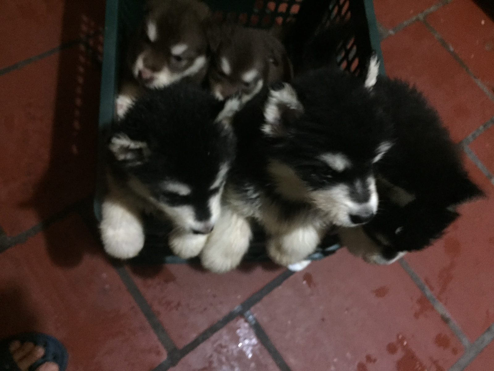 PôPô Alaska: Chuyên bán chó alaska con đản bảo chất lượng sinh sản tại nhà