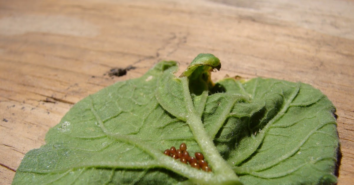New Utah Gardener Squash Bugs Be On The Look Out!