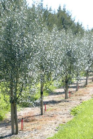 Garden list 8-Olive Trees.... ~ Amore, Linguine and Me