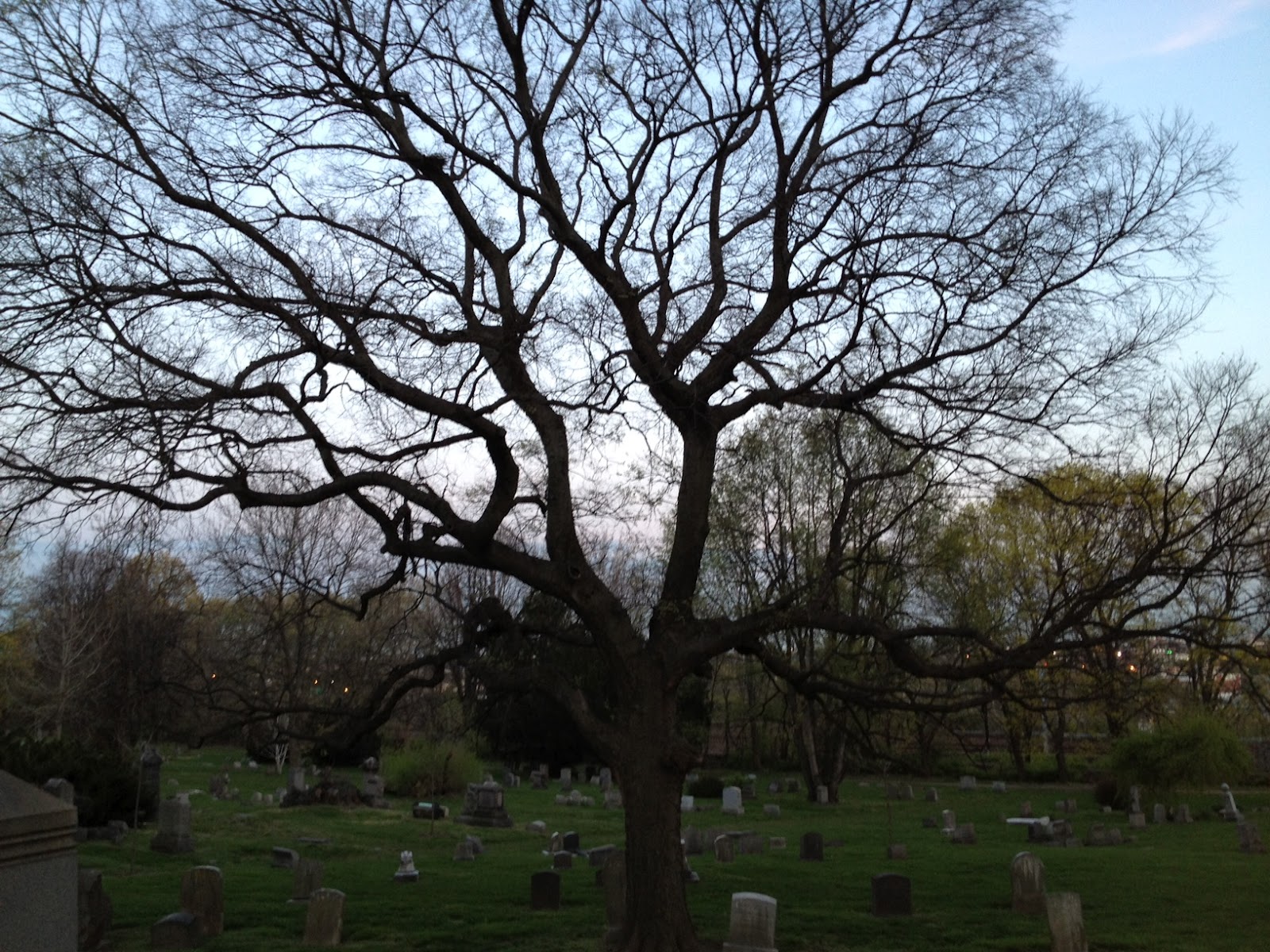 PHILLY TREES SOUTH PHILLY TUNDRA, WEST PHILLY WOODLANDS